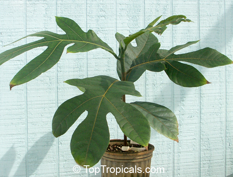 Artocarpus odoratissimus